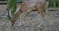 Fallow deer walking in oak-forest between tree trunks 4k or 4k+ Resolution