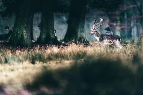 Fallow deer walking in tall grass in forest. Stock Photos