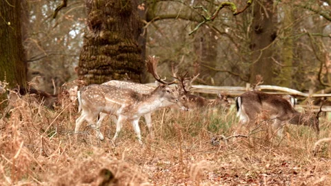 Fallow deer walking through autumn woodland with spotted coats and antlers Stock Footage 346329020