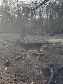 Fallow Deer Walking Through Forest Light Stock Photos