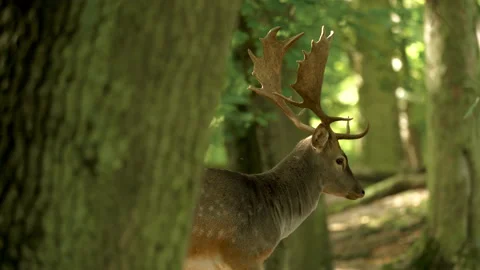 Fallow deer is walking in the wood Video stock 130851929