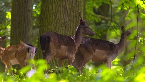 Fallow deer walks through deep green forest Stock-Footage 103036109