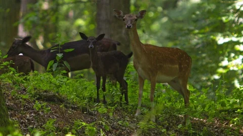 Fallow deer walks through deep green forest Stock Footage 103036259