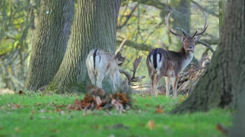 Fallow deer in wild forest Stock Footage 57341497