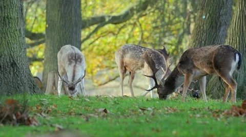 Fallow deer in wild forest Stock Footage 57341502