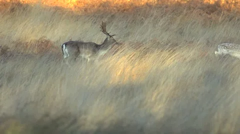 Fallow deer in wild forest Stock Footage 57348801
