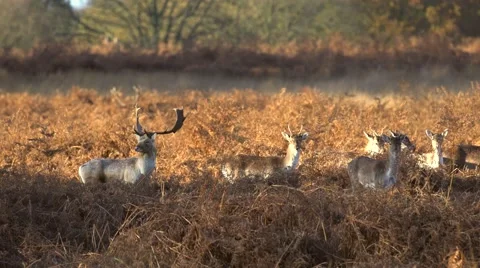 Fallow deer in wild forest Stock Footage 57349210