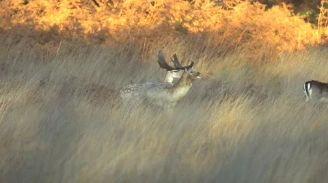 Fallow deer in wild forest Stock Footage 57349557