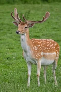 Fallow deer in the wild Stock Photos