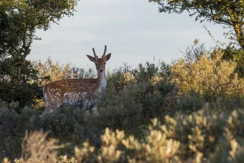 Fallow-deer in the wild 库存照片