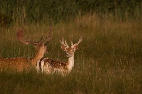 Fallow-deer in the wild Stock Photos