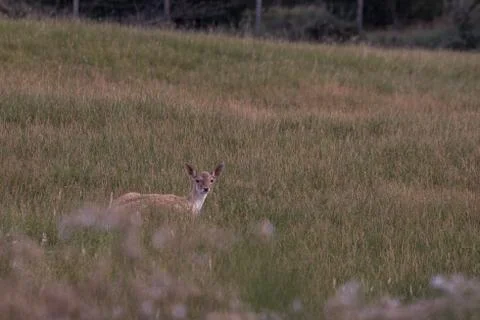 Fallow-deer in the wild Stock Photos