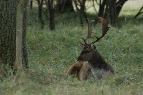 Fallow-deer in the wild Stock Photos