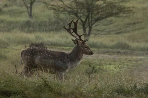Fallow-deer in the wild Stock Photos