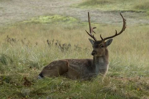 Fallow-deer in the wild Stock Photos
