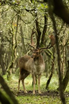 Fallow-deer in the wild Stock Photos