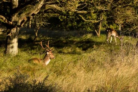 Fallow-deer in the wild 库存照片