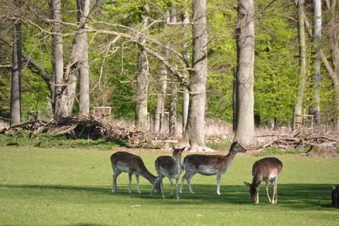 Fallow deer in the wild Stock Photos