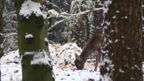 Fallow deer in the winter forest Video stock 86952540