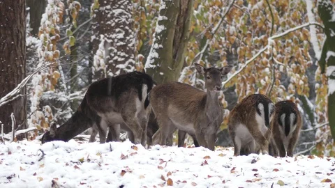 Fallow deer in the winter forest Video stock 87059651
