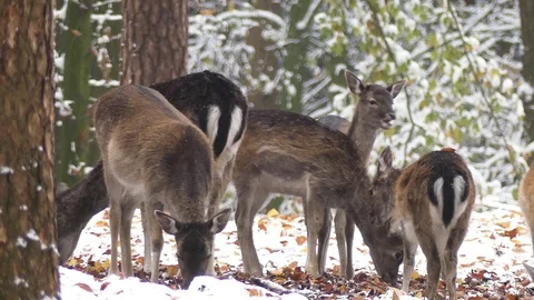 Fallow deer in the winter forest Video stock 87063393