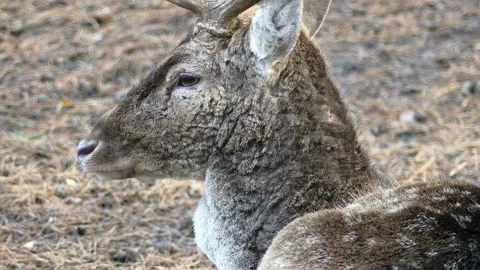 Fallow deer in the winter forest Stock Footage 231550520