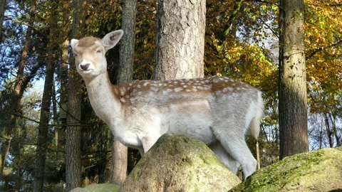 Fallow deer in the winter forest Stock Footage 231550526