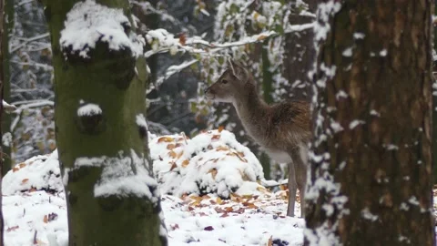 Fallow deer in the winter forest Stock Footage 231550747