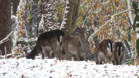 Fallow deer in the winter forest Stock Footage 231550846