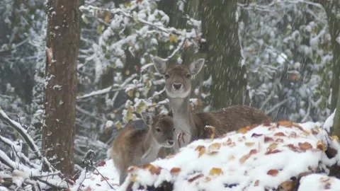 Fallow deer in the winter forest Stock Footage 231550921