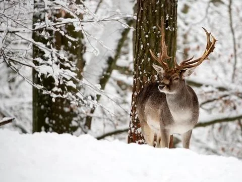 Fallow deer in winter Stock Photos