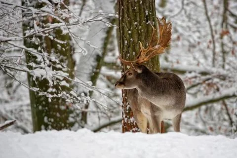 Fallow deer in winter Foto stock