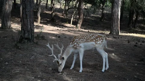 Fallow deer in the woods. Stock Footage 49004102