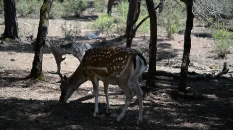 Fallow deer in the woods. Stock Footage 49004544