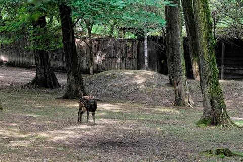 A fallow deer in the woods Stock Photos