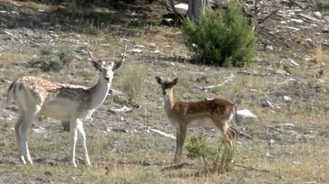 Fallow Deer with young Stock Footage 29888763