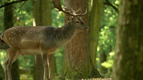 Fallow deers are walking in the forest Video stock 130853393