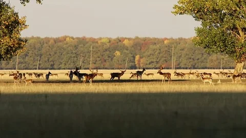 Fallow deers in clearing Stock Footage 82860480