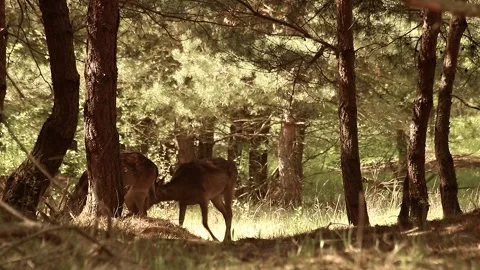 Fallow deers Stock Footage 195146129