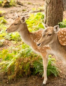 Fallow deers in the forest Stock Photos