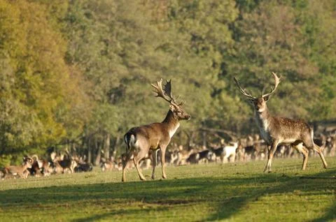 Fallow deers before herd 스톡 사진