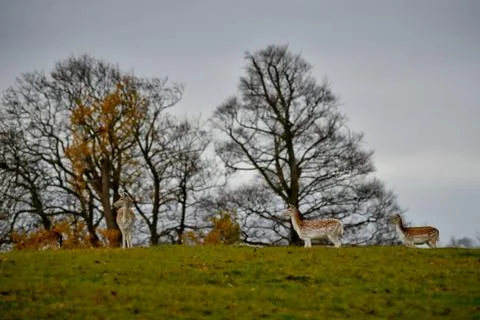 FALLOW DEERS IN KNOLE PARK Stock Photos