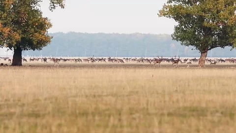 Fallow deers in mating season Stock Footage 81966079
