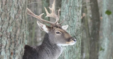 Fallow deers in winter forrest 1 Stock Footage 72237348