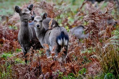 Fallow Deers in woodland Stock Photos