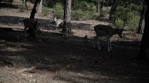 Fallow deers in the woods. Stock Footage 49006678