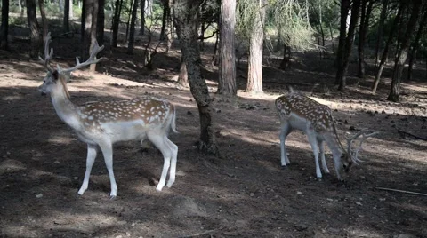 Fallow deers in the woods. Stock Footage 49032926