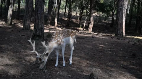 Fallow deers in the woods. Stock Footage 49033577