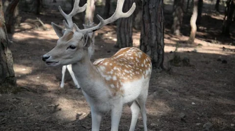 Fallow deers in the woods. Stock Footage 49143471