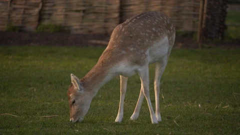 Fallow Doe Grazing 2 260319 Stock Footage 105291750